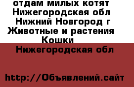 отдам милых котят - Нижегородская обл., Нижний Новгород г. Животные и растения » Кошки   . Нижегородская обл.